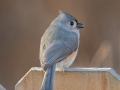 Tufted Titmouse - Yard Birds - Clarksville, Montgomery County, January 14, 2021