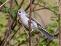 Tufted Titmouse - Rotary Park, Montgomery County, April 6, 2021