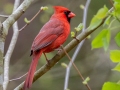 Northern Cardinal - Rotary Park, Montgomery County, April 10, 2021