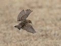 Lapland Longspur - Liberty Park and Marina, Clarksville, Montgomery County, February 14, 2021