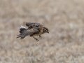 Lapland Longspur - Liberty Park and Marina, Clarksville, Montgomery County, February 14, 2021