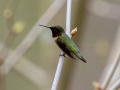 Ruby-throated Hummingbird (male)  - Rotary Park, Montgomery County, April 10, 2021
