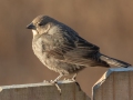 Brown-headed Cowbird (female) - Yard Birds - Clarksville, Montgomery County, January 14, 2021