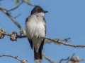 Eastern Kingbird - Cheatham Dan Recreation Area, Cheatham, Cheatham County, May 1 2021