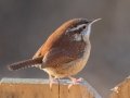 Carolina Wren- Yard Birds - Clarksville, Montgomery County, January 14, 2021