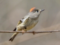 Ruby-crowned Kinglet - Rotary Park, Montgomery County, April 6, 2021