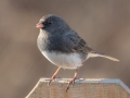 Dark-eyed Junco (Slate-colored, male) - Yard Birds - Clarksville, Montgomery County, January 14, 2021