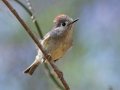 Ruby-crowned Kinglet - Rotary Park, Montgomery County, April 6, 2021