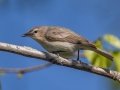 Warbling Vireo (Eastern) - Cheatham Dan Recreation Area, Cheatham, Cheatham County, May 1 2021