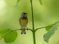 Northern Parula - Tennessee NWR - Big Sandy Unit - Pace Point, Henry County, May 27, 2021