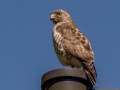 Broad-winged Hawk - Rotary Park, Montgomery County, April 11, 2021