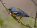 Northern Parula - Rotary Park, Montgomery County, April 6, 2021