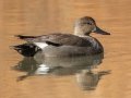 Gadwall - Dunbar Cave SP, Montgomery County, February 22, 2021