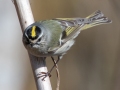 Golden-crowned Kinglet - Dunbar Cave SP, Montgomery County, February 22, 2021