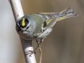 Golden-crowned Kinglet - Dunbar Cave SP, Montgomery County, February 22, 2021