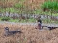 Wood Ducks - Lylewood Road, Woodlawn TN Riverbottom, Montgomery County, March 17, 2021