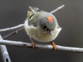 Ruby-crowned Kinglet - Dunbar Cave SP, Montgomery County, February 22, 2021