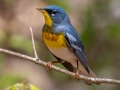 Northern Parula - Rotary Park, Montgomery County, April 6, 2021