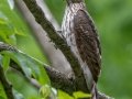 Cooper's Hawk - Radnor Lake State Park Natural Area, Nashville, Davidson County, May 17, 2021