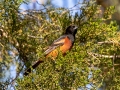 Orchard Oriole - Paris Landing State Park, Henry County, May 27, 2021