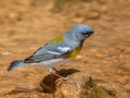 Northern Parula about to bathe - Rotary Park, Montgomery County, April 6, 2021