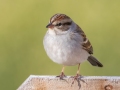 Chipping Sparrow - Yard Birds - Clarksville, Montgomery County, January 14, 2021