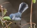 Blue-gray Gnatcatcher - Rotary Park, Montgomery County, April 11, 2021