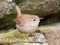 Winter Wren - Dunbar Cave SP, Montgomery County, February 22, 2021