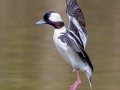 Bufflehead (male), Bowie Nature Park, Williamson County, March 10, 2021
