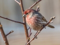 House Finch (male) - Yard Birds - Clarksville, Montgomery County, January 14, 2021