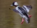 Bufflehead (male), Bowie Nature Park, Williamson County, March 10, 2021