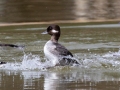 Bufflehead, Bowie Nature Park, Williamson County, March 10, 2021
