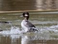 Bufflehead, Bowie Nature Park, Williamson County, March 10, 2021