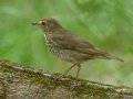 Swainson's Thrush - Radnor Lake State Park Natural Area, Nashville, Davidson County, May 17, 2021