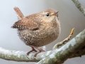 Winter Wren - Dunbar Cave SP, Montgomery County, February 22, 2021