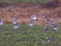 Wilson's Snipe - Lylewood Road, Woodlawn TN Riverbottom, Montgomery County, March 17, 2021