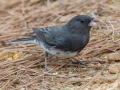 Dark-eyed Junco (Slate-colored), Bowie Nature Park, Williamson County, March 10, 2021