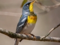 Northern Parula singing - Rotary Park, Montgomery County, April 6, 2021