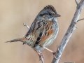 Swamp Sparrow - Dunbar Cave SP, Montgomery County, February 22, 2021