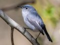 Blue-gray Gnatcatcher - Rotary Park, Montgomery County, April 11, 2021