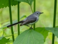 Blue-gray Gnatcatcher (female) - Radnor Lake State Park Natural Area, Nashville, Davidson County, May 17, 2021