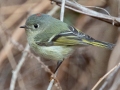 Ruby-crowned Kinglet - Dunbar Cave SP, Montgomery County, February 22, 2021