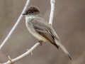 Eastern Phoebe, Bowie Nature Park, Williamson County, March 10, 2021