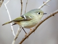 Ruby-crowned Kinglet - Bumpus Mills and River Rd, Stewart County, February 7, 2021