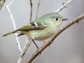 Ruby-crowned Kinglet - Bumpus Mills and River Rd, Stewart County, February 7, 2021