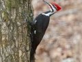 Pileated Woodpecker (male), Bowie Nature Park, Williamson County, March 10, 2021