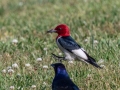 Red-headed Woodpecker leaps away as two Common Grackles approach - Paris Landing State Park, Buchanan, Henry County, May 27, 2021