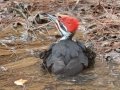 Pileated Woodpecker (male), Bowie Nature Park, Williamson County, March 10, 2021