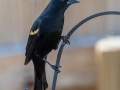 Red-winged Blackbird (male) - Yard Birds - Clarksville, Montgomery County, January 14, 2021