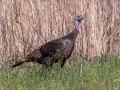 Wild Turkey - Lock B Rd S, Clarksville, Montgomery County, April 11, 2021